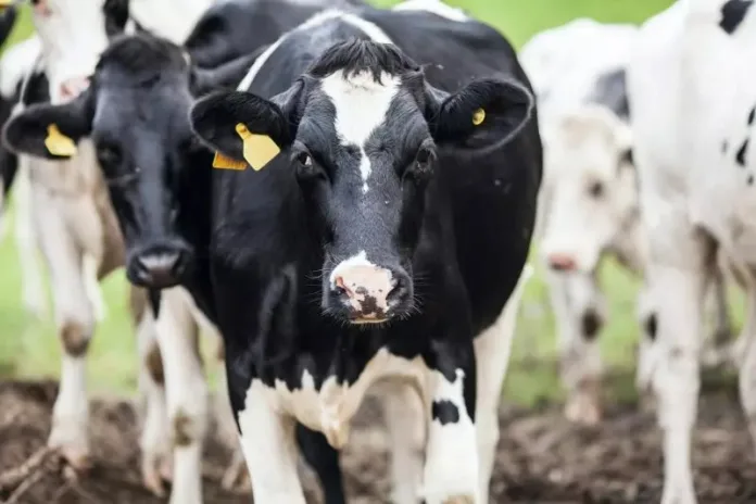Município de SC confirma caso de raiva em bovino