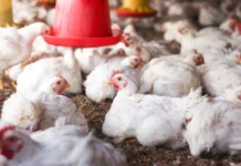 Exportação de carne de frango brasileira para a UE é liberada após caso de gripe aviária