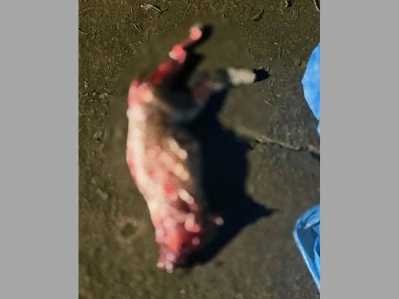 Gato é morto a tiros e tem cabeça e pele arrancadas em cidade de SC