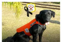 Bombeiros Voluntários de Caçador lamentam a partida da cadela Keity