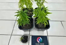 Homem é preso por cultivo de maconha em residência