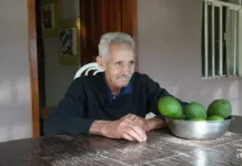 Pé de abacate bate recorde de produtividade em Caçador