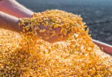 SC aumenta recursos para Projeto Sementes de Milho 2024