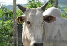 Subprodutos de origem animal devem ser cadastrados na Cidasc