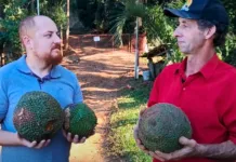 Agricultor colhe pinhas gigantes em Videira
