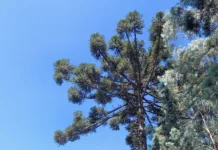 Final de semana terá sol, frio pela manhã e calor à tarde em SC