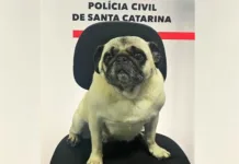 Pug desaparecida volta pra casa após pedido de recompensa em SC