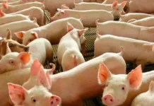 SC lidera crescimento na exportação de carne suína