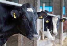 Programa Leite Bom SC entra na fase de elaboração de projetos