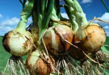 Safra de inverno 2024/2025 deve ter melhores resultados