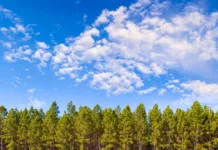 Governo exclui silvicultura da lista de atividades poluidoras