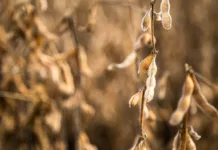 Sojicultores devem eliminar plantas de soja a partir de 4 de julho