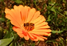 Cidasc inicia vigilância contra o pequeno besouro das colmeias