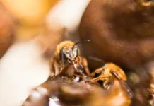 Abertas inscrições para a 37º Encontro de Apicultura e Meliponicultura