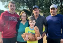 Agricultor colhe batata-doce com quase 10 kg