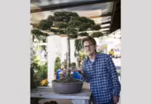 Curitiba tem o menor bonsai de araucária do mundo