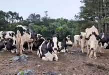 Produtores rurais devem atualizar seu cadastro na Cidasc até 30 de julho