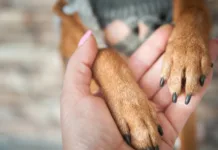 Guarda compartilhada de cães vira caso de Justiça em SC