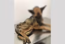 Maus tratos a um cão é flagrado e o responsável preso em Caçador