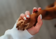 1º Encontro de Vira-Latas promove adoção responsável