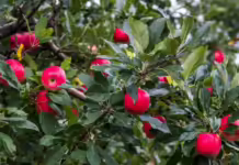 Enfrute começa nesta terça-feira (23) em Fraiburgo