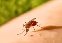 Ministério da Saúde investiga morte suspeita por Febre Oropouche em SC