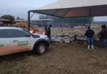 Gado morre de frio em fazenda no MS