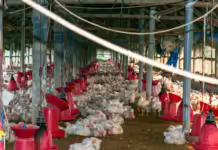 Após doença em granjas no RS, SAR alerta sobre biosseguridade