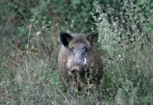 IMA abre edital para empresa atuar no controle de javalis