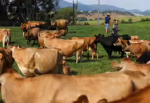 Iniciam os pagamentos do Programa Leite Bom SC