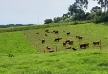 Epagri faz palestra técnica sobre pastagens na produção de leite