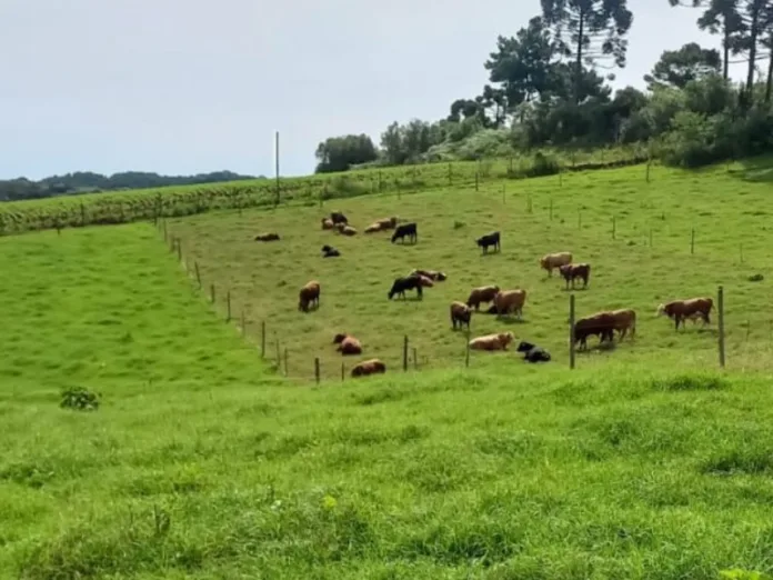 Epagri faz palestra técnica sobre pastagens na produção de leite