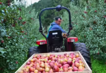 Safra de maçã encerra com produção quase 24% menor em SC