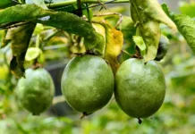 Vazio sanitário do maracujazeiro começa na segunda-feira (01)