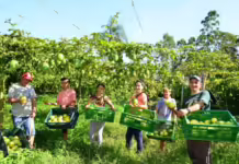 Safra de maracujá registra produção de 45 mil toneladas