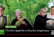 RBV Agro 210 – Chuchu gigante e chuchu trigêmeos
