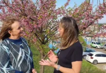 Cerejeiras plantadas há 7 anos por estudantes florescem em Caçador