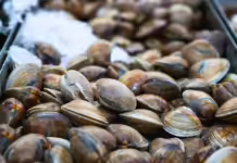 Governo suspende retirada e comércio de moluscos em SC