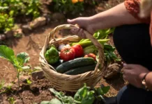 Plano Safra 2024/25 destina R$ 76 bilhões para agricultura familiar