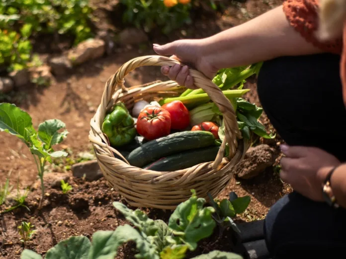 Plano Safra 2024/25 destina R$ 76 bilhões para agricultura familiar