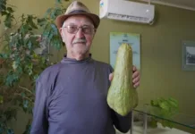 Agricultor colhe chuchu de 2,5 quilos em Caçador