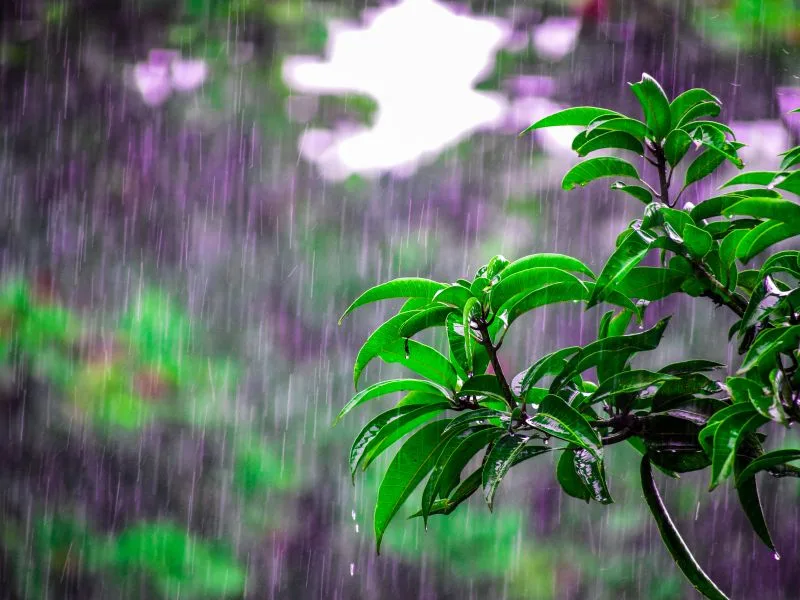 Previsão do Tempo: Santa Catarina com dias nublados e chuva