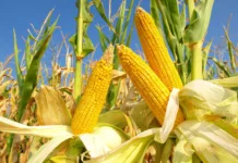 Comissão de Agricultura debaterá cigarrinha do milho