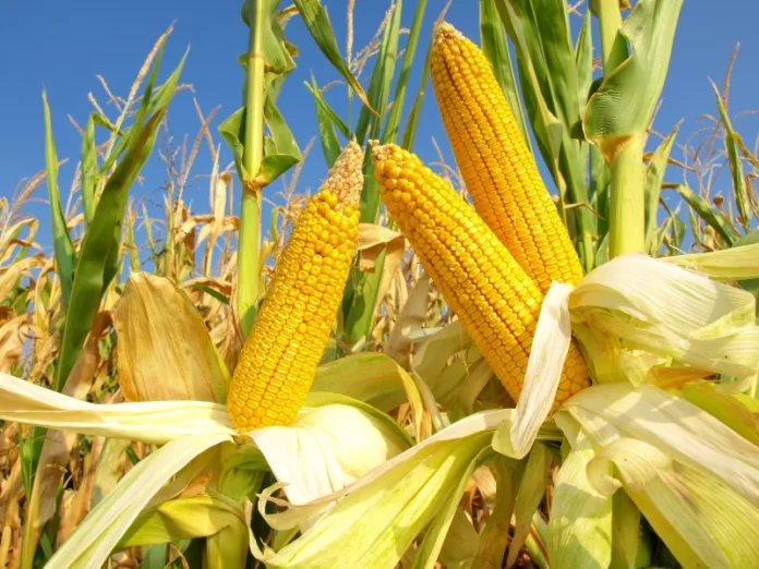 Comissão de Agricultura debaterá cigarrinha do milho