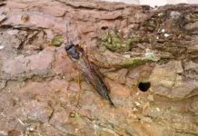 Controle de pragas florestais é discutido por comitê estadual