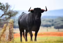 Mulher morre após ser atacada por touro