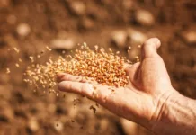 Semeadura de trigo na região sul desafia variações climáticas