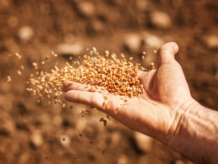 Semeadura de trigo na região sul desafia variações climáticas