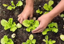 Confiras as principais hortaliças para plantar em agosto