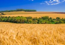 Dados de agosto indicam otimismo na safra de inverno 2024/2025